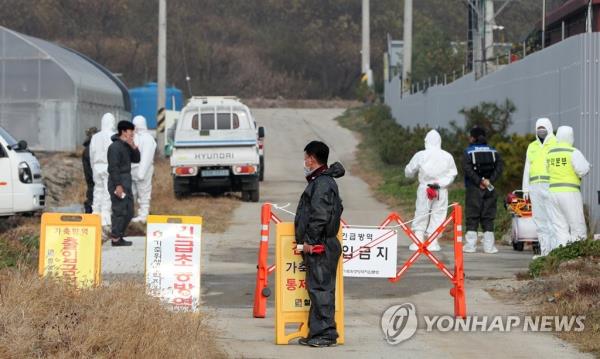 In this file photo taken on Nov. 10, 2022, quarantine officials block a road leading to a pig farm in the central border town of Cheorwon, 70 kilometers north of Seoul, after an African swine fever case was co<em></em>nfirmed at the farm the previous day. (Yonhap)