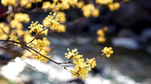 节日日历- 2023年3月