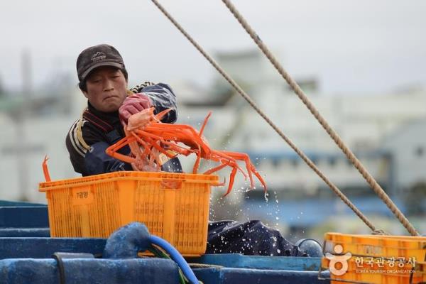 A fisherman takes out a snow crab from a basket in this photo captured from the website of the Korea Tourism Organization. (PHOTO NOT FOR SALE) (Yonhap)