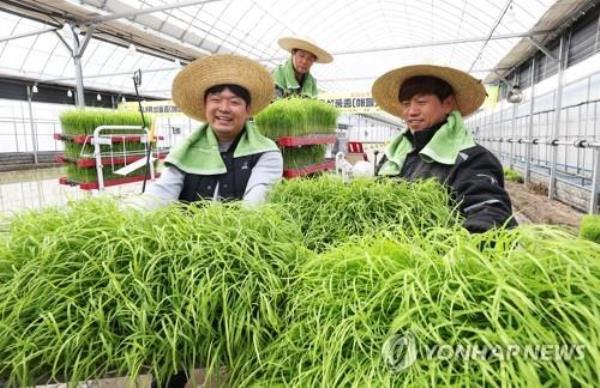 由于成本增加，水稻种植的利润暴跌近40%