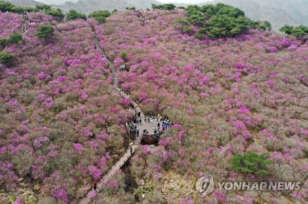 This photo taken on April 16, 2023, shows people enjoying azaleas in full bloom in Mount Biseul in Daegu, 300 kilometers south of Seoul. (Yonhap)