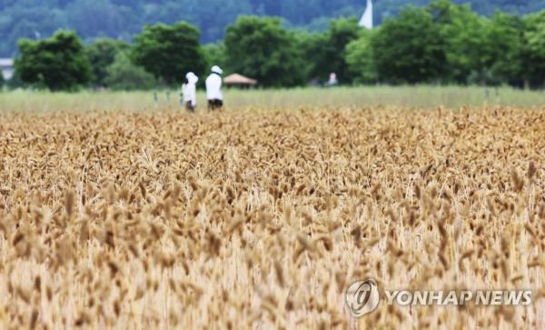 数据显示，由于降雨频繁，韩国今年的大麦产量下降了1.1%