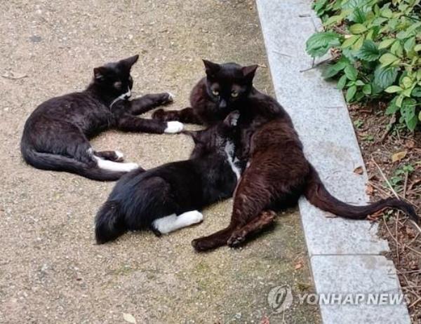 This undated file photo shows street cats. (Yonhap)