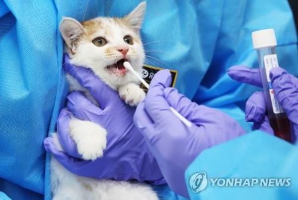 韩国在猫粮中发现了禽流感病毒