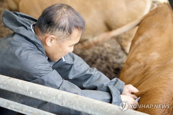 A farmer vaccinates cattle at a farm in Jeungpyeong, 101 kilometers southeast of Seoul, in this photo provided by the provincial government on Oct. 24, 2023. (PHOTO NOT FOR SALE) (Yonhap)