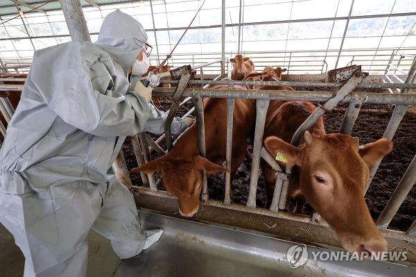 Cattle wait to be vaccinated at a farm in Seosan, 98 kilometers southwest of Seoul, in this file photo taken Oct. 23, 2023. (Yonhap) 