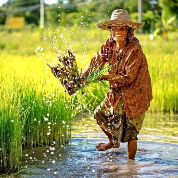 Bali Agriculture crops