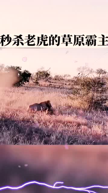 雄狮——草原霸主的崛起之路