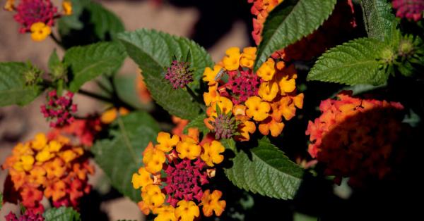 哪些植物会在你的花园里存活?这张地图预示着一个更温暖的美国