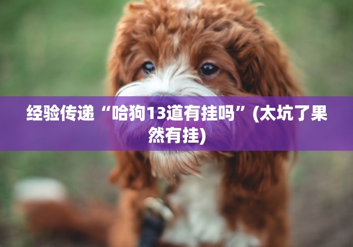 经验传递“哈狗13道有挂吗”(太坑了果然有挂)